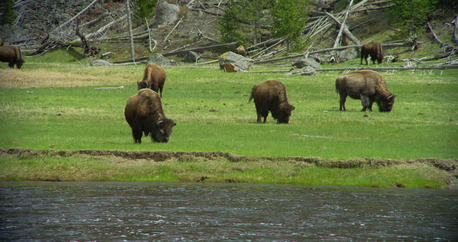 Yellowstone,  Bisons grazing on green field next to stream river