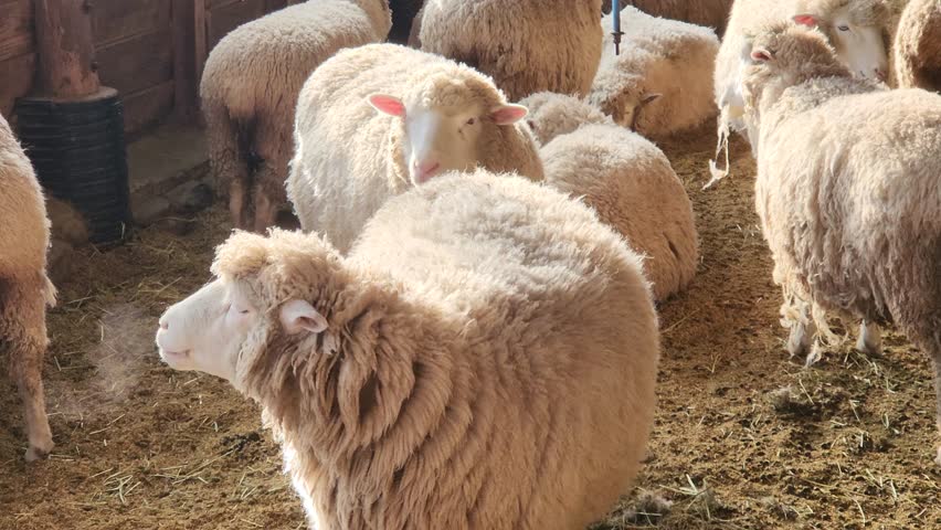 Shot of ewes at fence in pen close up. chewing sheep. 