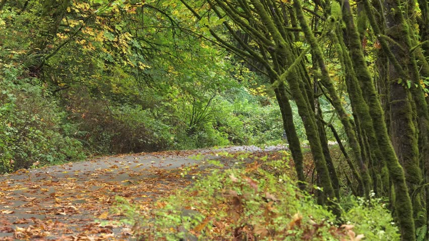 This scene is along the Middle Fork Willamette River Path between Dorris Ranch and Clearwater Park in Springfield, Lane County, Oregon.