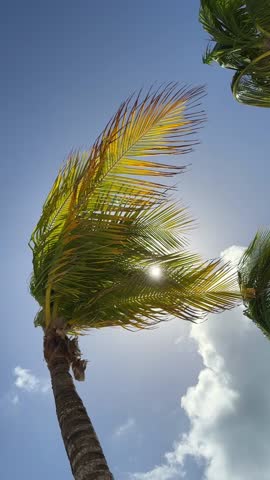 vertical video of palms trees swaying in the wind in sunny day
