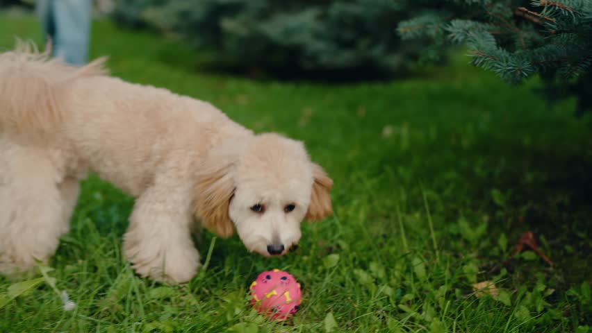 A small, fluffy dog fetches a ball in a park. The dog runs towards the ball and picks it up. The dog is happy to play fetch. This playful scene evokes joy and fun.