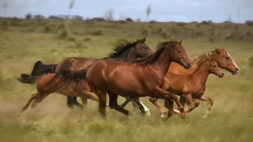 Shutterstock Video