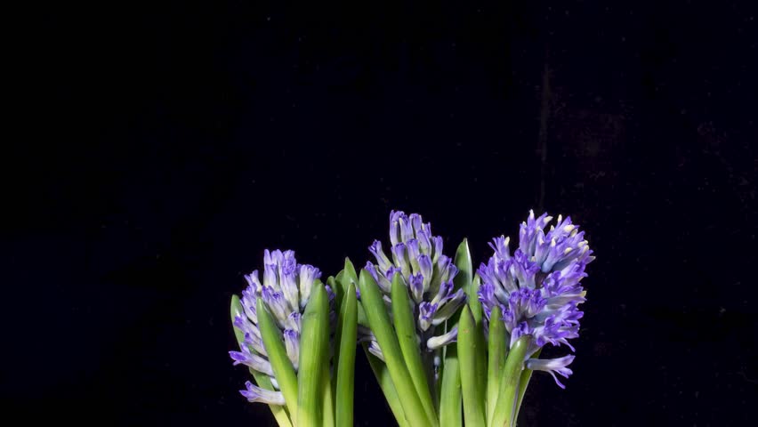 Time lapse of a purple Hyacinth blooming.