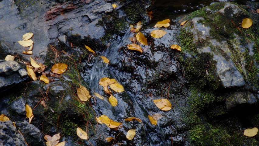 A Tranquil Waterfall Flows Through The Autumn Forest In Truro, Nova Scotia. The Stream Passes Over Rocks, With Vibrant Autumn Leaves Floating On The Water, Ending In A Peaceful Lake Scene.