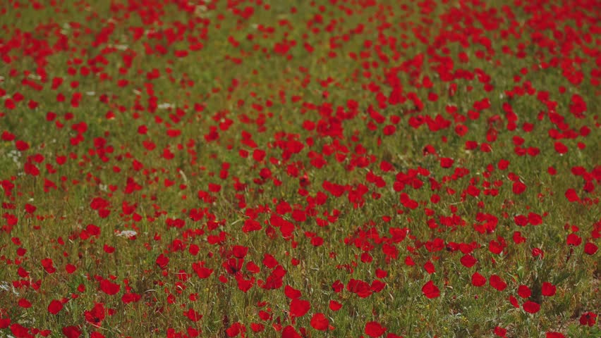 Red flowers, red poppies, poppy field, field with red poppies