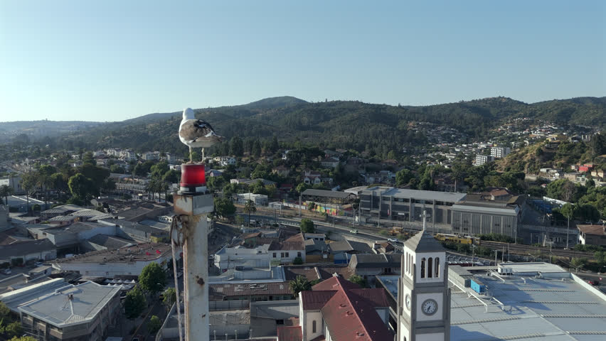 Drone tracking left rearview a seagull perched on post over Quilpué, Chile, with a clear urban landscape and hills in view