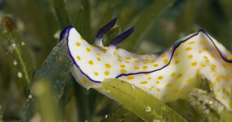 Hypselodoris pulchella, Nudibranch. Red sea.