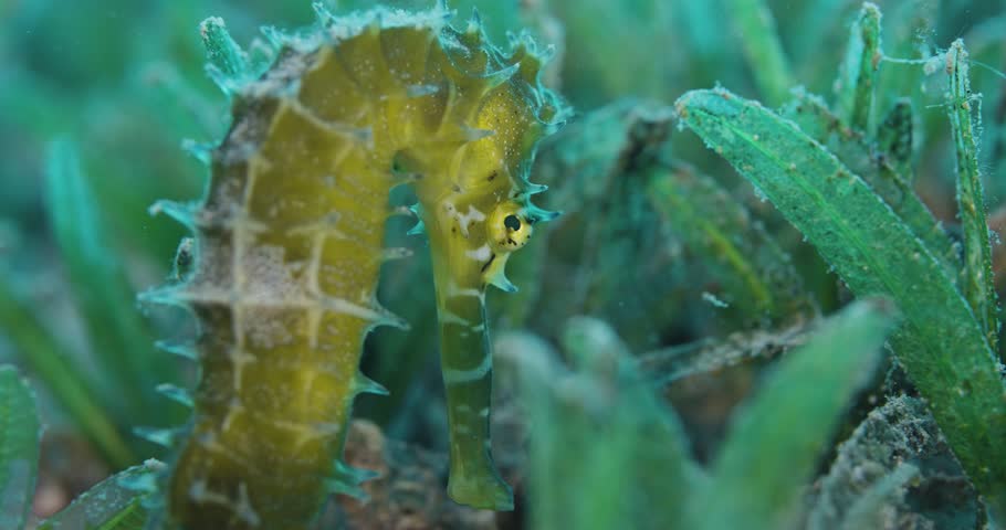 Seahorse hiding in seaweed on the seabed. Red sea.