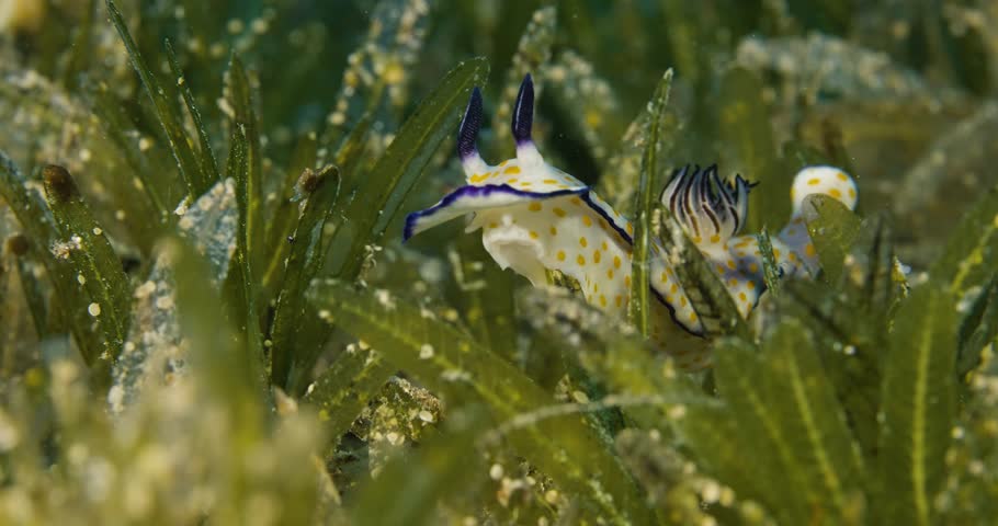 Hypselodoris pulchella, Nudibranch. Red sea.