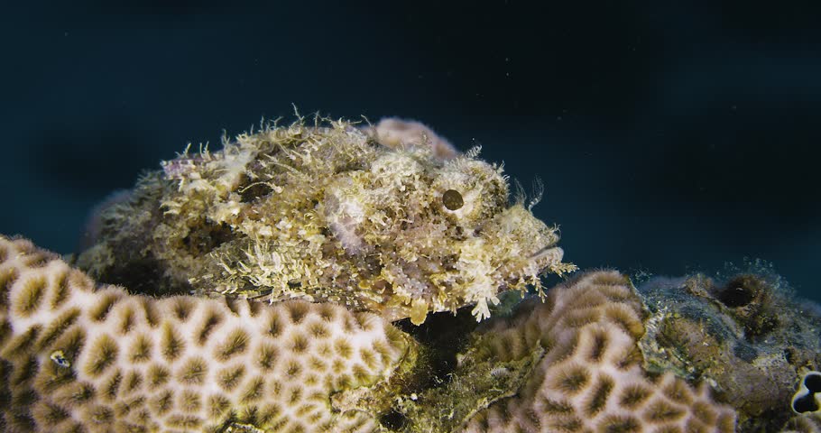 Stonefish. Invisible and poisonous. Red sea.