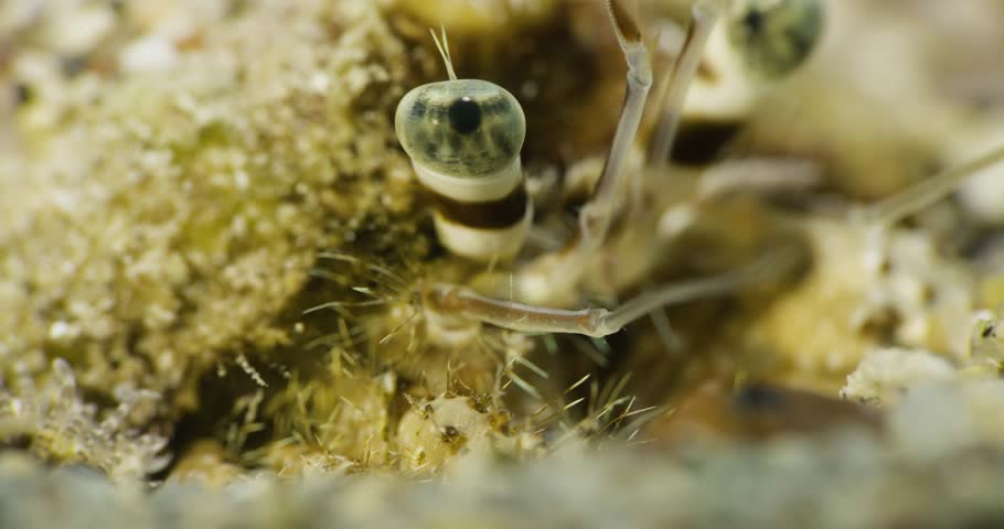 Hermit crab. Eye. Red sea.