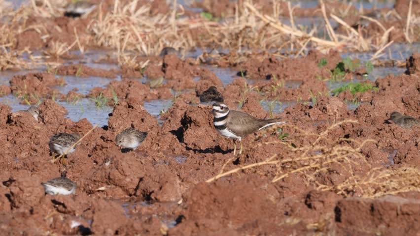 Killdeer hunts for a worm in the middle of a bunch of dowitchers.