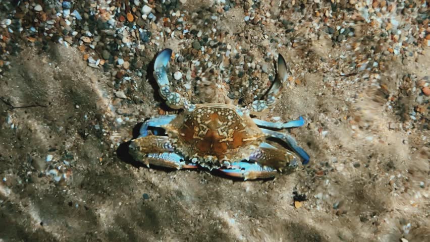 A blue crab that lives in the Mediterranean Sea. The African blue floating crab is Portunus segnis. A giant blue crab at night on a sandy beach. A crab with huge claws hunts on the seashore. 4К