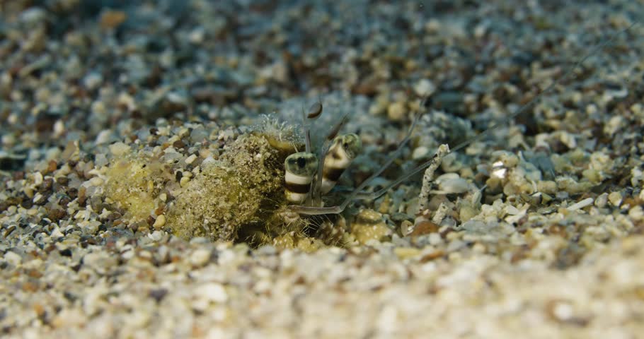 Hermit crab. Hiding in sand. Red sea.