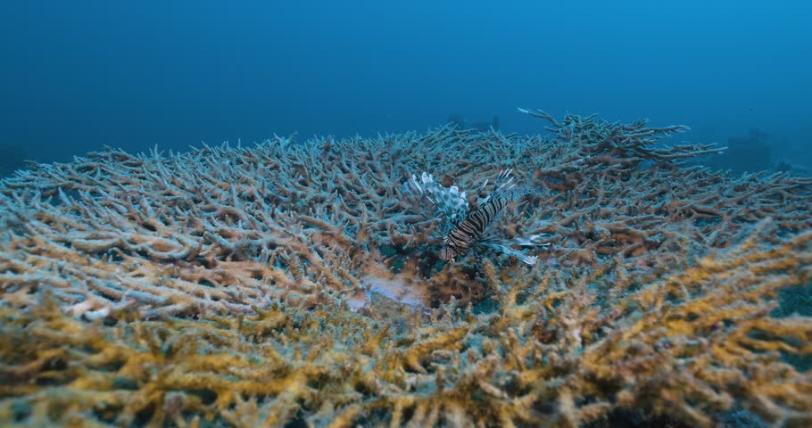 A lionfish over a table coral. Red sea.