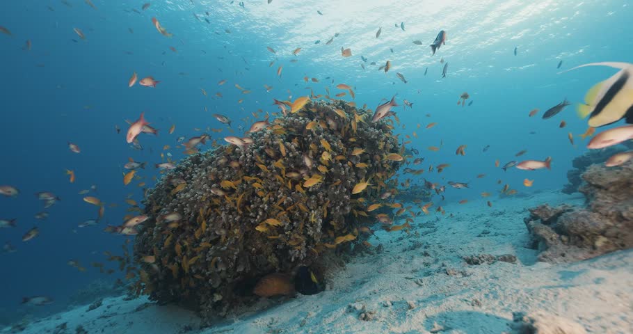 Corals reef. At sunset. Red sea.