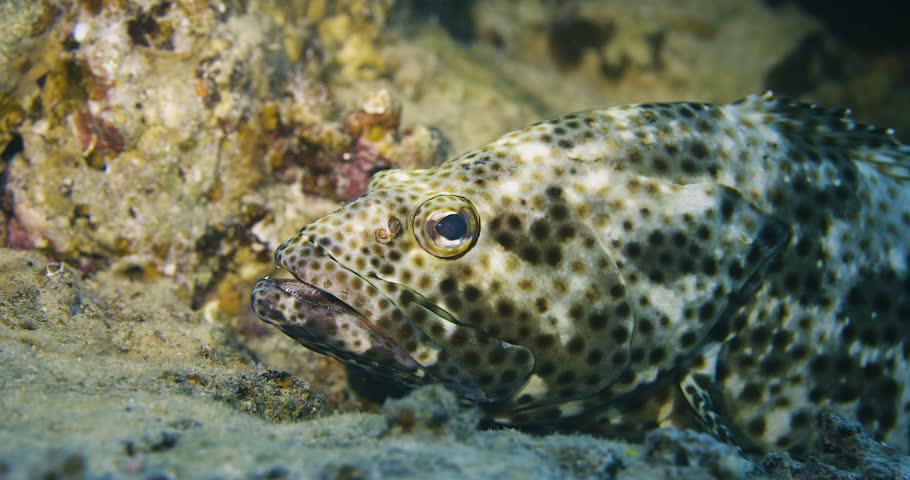 Grouper. Coral reef. Red sea.