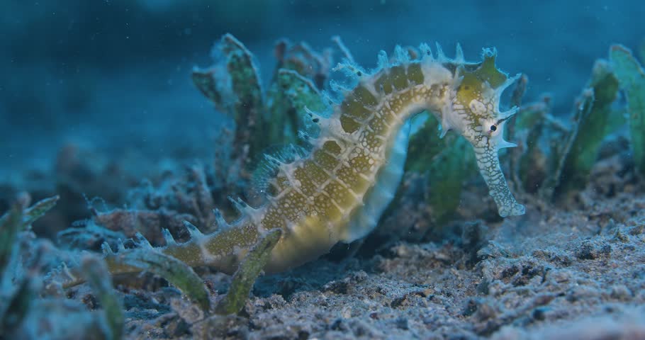 Seahorse. Seahorse hides in seaweed on the seabed. Red sea.
