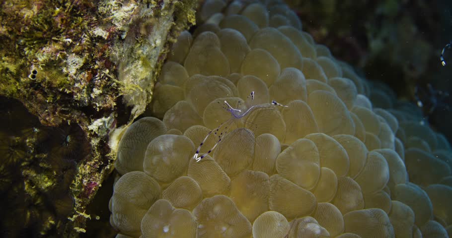 Ancylomenes longicarpus, cleaner shrimp or anemone partner shrimp. Red sea.