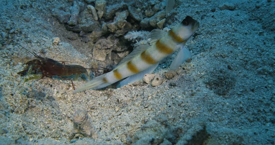 Alpheidae and Steinitz' goby. Symbiosis. Red sea.