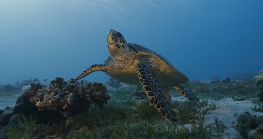 Hawksbill sea turtle poses. Red sea.