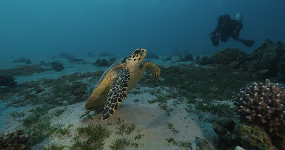 Hawksbill sea turtle poses. Red sea.