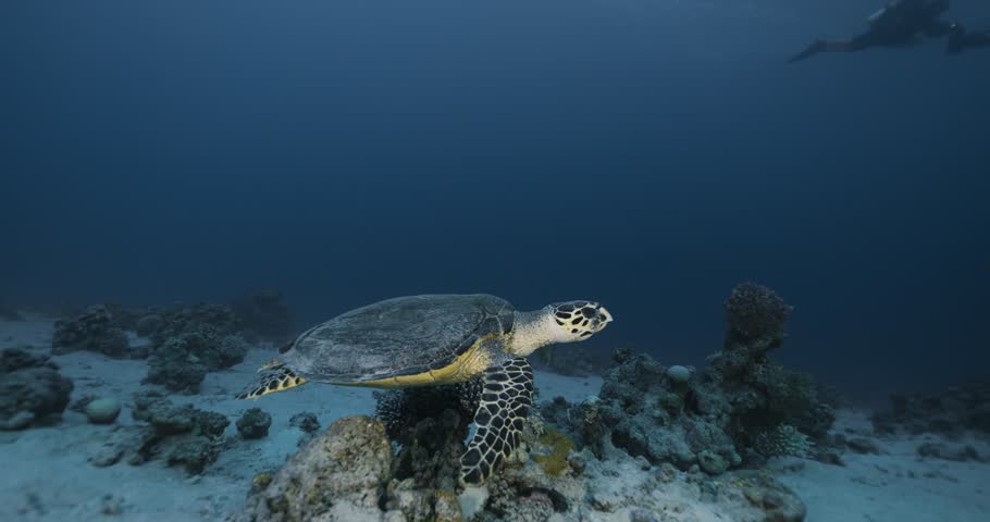 Hawksbill sea turtle and coral reef. Red sea.
