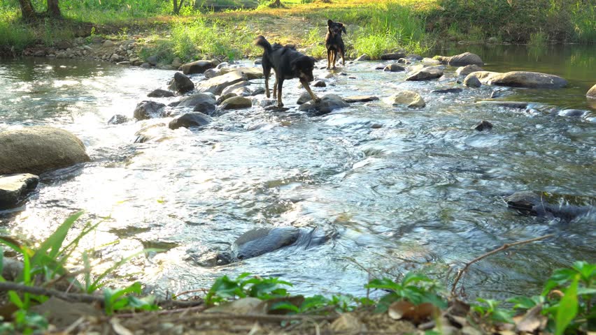 Two black dog Walk through the stream at day. Black Thai dog with brown legs and brown eyes, giving it the appearance of four eyes.