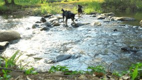 Two black dog Walk through the stream at day. Black Thai dog with brown legs and brown eyes, giving it the appearance of four eyes. - Powered by Shutterstock - Get 15% off with code: PIKWIZARD15