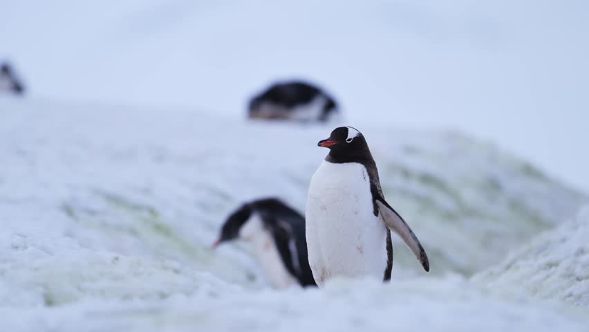 Antarctica Wildlife and Animals, Gentoo Penguins Walking on Penguin Highway in Snow in Close Up Slow Motion on Antarctica Wildlife and Animals Vacation on Antarctic Peninsula, Cute Low Angle Shot