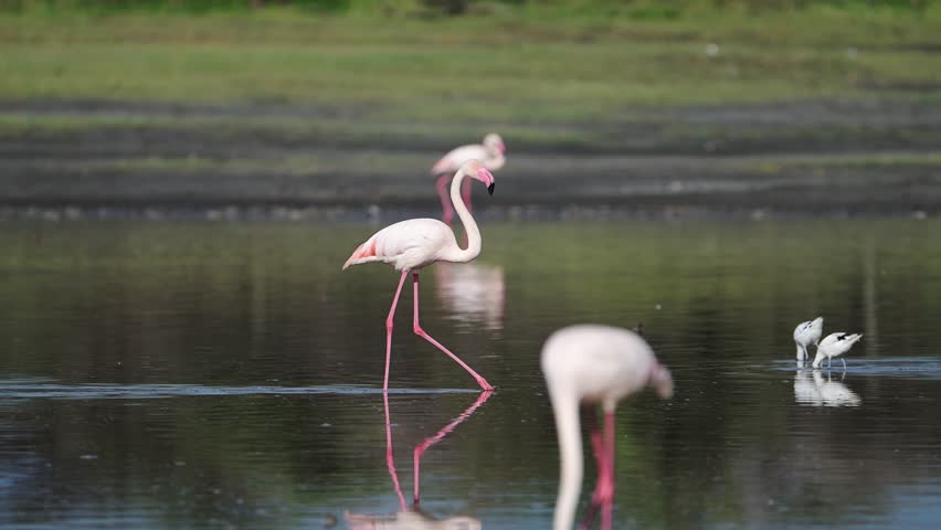 Flamingo Walking in Lake Water in Africa, Flamingos in Tanzania at Ngorongoro Conservation Area in Ndutu National Park, Calm Still Blue Water and African Animals on a Wildlife Safari of Amazing Nature