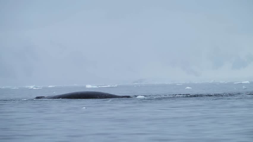 Humpback Whales in Antarctica, Antarctic Peninsula Wildlife with Whale Back and Dorsal Fin Surfacing while Swimming in Beautiful Blue Southern Ocean Sea Water, an area of Marine Nature Conservation