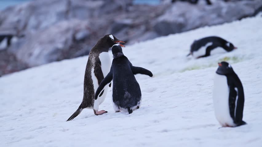 Slow Motion Mother Feeding Baby Penguin in Antarctica, Regurgitating Food for Hungry Young Penguins Chick, Baby Animals and Wildlife on the Antarctic Peninsula in the Snow at a Colony