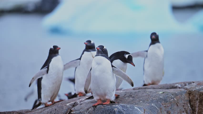 Penguin Colony Antarctica Wildlife, Huddle of Lots of Gentoo Penguins Huddling for Warmth, Large Group of Penguins and on Antarctic Peninsula Animals Vacation, on Rocky Rocks Landscape Scenery