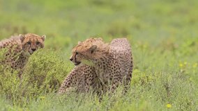 Cheetah in Grass Plains in Africa in Serengeti National Park in Tanzania, Playing in Long Green Grasses in Lush Greenery on African Wildlife Animals Safari - Powered by Shutterstock - Get 15% off with code: PIKWIZARD15