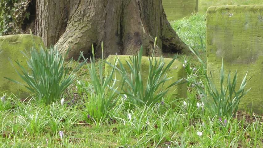 Old Gravestone in a Churchyard - St Lawrence Church, Gnosall, Staffordshire.