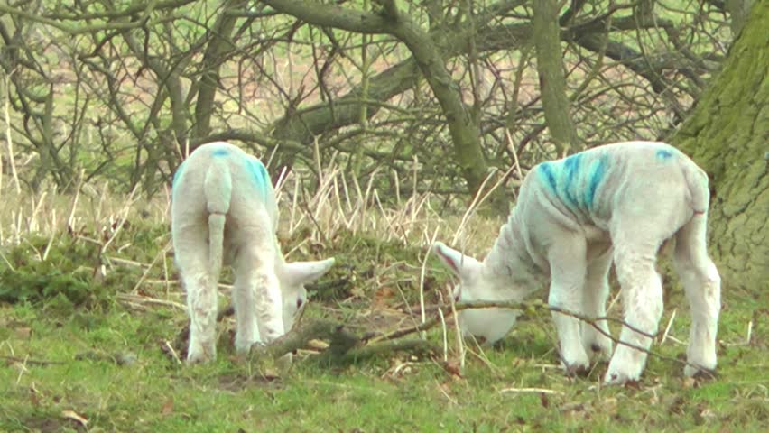 New Born Lambs Grazing - Staffordshire England