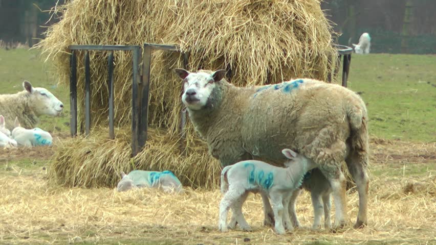 New Born Lamb Suckling its Mother - Staffordshire England