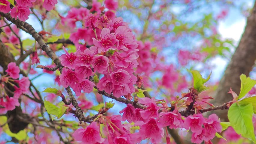 Pink Cherry blossom in nature