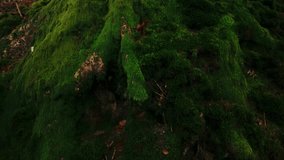 Detailed view of a moss-covered tree trunk surrounded by foggy woodland and scattered autumn leaves. The serene atmosphere highlights the vibrant moss and natural textures. Veluwe, Netherlands - Powered by Shutterstock - Get 15% off with code: PIKWIZARD15