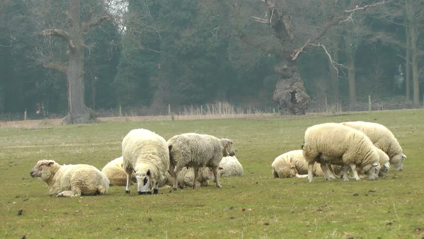 New Born Lambs with their Mothers - Staffordshire England