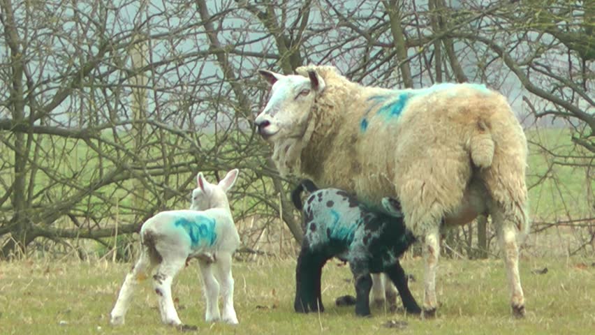 New Born Lambs Suckling their Mother - Staffordshire England