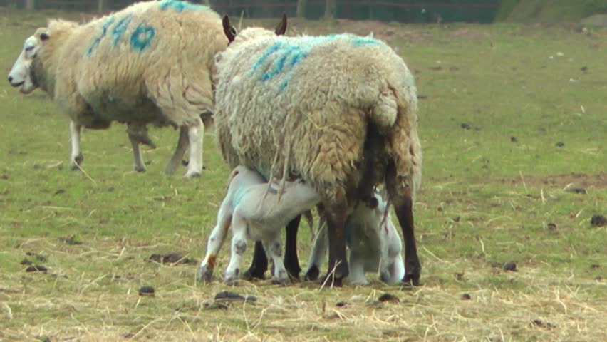 New Born Lamb Suckling its Mother