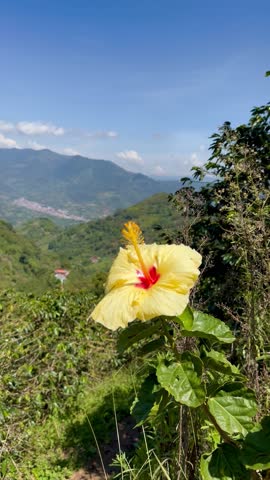 yellow flower and sunset view in the Andean mountains in rural Riosucio, Caldas, a town located in the Colombian coffee region, with extensive coffee and banana plantations.
