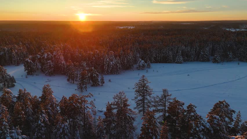 snow-covered Christmas trees in the winter forest at dawn