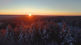 snow-covered Christmas trees in the winter forest at dawn - Powered by Shutterstock - Get 15% off with code: PIKWIZARD15