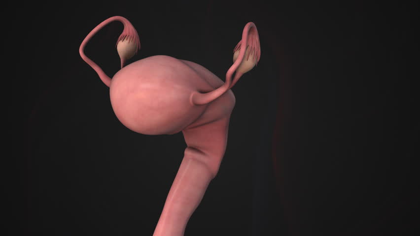 Egg Follicle Growth Within the Ovary