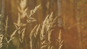 Dry Reed Outdoor In Light Pastel Colors. Stalks Blowing In Wind At Golden Sunset Light. Beautiful Concept With Neutral Colors. - Powered by Shutterstock - Get 15% off with code: PIKWIZARD15