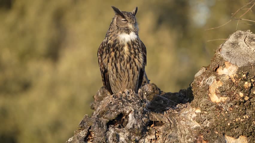 Eurasian Eagle Owl perched in an ash tree during the mating season just before setting out to hunt in the last light of a January evening