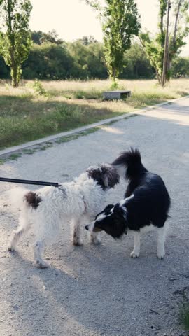 Two dogs sniff each other and interact playfully in a tranquil park. The dogs explore their surroundings, stopping to greet each other along a gravel path lined with greenery.